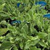 SALVIA NEMOROSA 'SYNCHRO WHITE' kak1