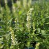 SALVIA NEMOROSA 'SYNCHRO WHITE' kak1