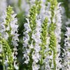 SALVIA NEMOROSA 'SYNCHRO WHITE' _istock