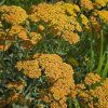 ACHILLEA MILLEFOLIUM 'TERRACOTTA' kak2