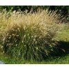 Pennisetum alop. 'Hameln shutt