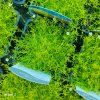 SAGINA SUBULATA 'LIME MOSS' kak3