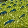 SAGINA SUBULATA 'LIME MOSS' kak2
