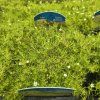 SAGINA SUBULATA 'LIME MOSS' kak1