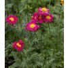 TANACETUM COCCINEUM 'ROBINSON RED' shut