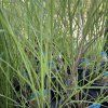 MISCANTHUS SINENSIS 'FLAMINGO' kak1