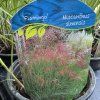 MISCANTHUS SINENSIS 'FLAMINGO' kak