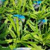 CATANANCHE CAERULEA 'BLUE' kak1