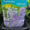 DELPHINIUM CULTORUM 'DELPHINITY BLUE' kak