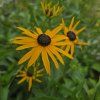RUDBECKIA 'LITTLE GOLDBLITZ' kak1