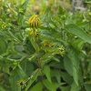 RUDBECKIA 'LITTLE GOLDBLITZ' kak2