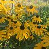 RUDBECKIA 'LITTLE GOLDBLITZ' kak3