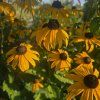 RUDBECKIA 'LITTLE GOLDBLITZ' kak4