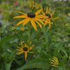 RUDBECKIA 'LITTLE GOLDBLITZ' kak