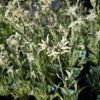 LEONTOPODIUM ALPINUM 'ZUGSPITZE' kak2