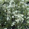 LEONTOPODIUM ALPINUM 'ZUGSPITZE' _kak3