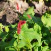 PERSICARIA AMPLEXICAULIS 'JS CALIENTE IST