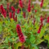 PERSICARIA AMPLEXICAULIS 'JS CALIENTE IST1