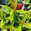 PHLOX PANICULATA 'EARLY RED' kak1