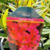 PHLOX PANICULATA 'EARLY RED' kak2