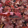 HEUCHERA 'FIRE CHIEF' kak1