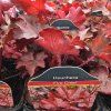 HEUCHERA 'FIRE CHIEF' kak