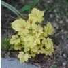 HEUCHERA 'ELECTRA´ ist