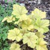 HEUCHERA 'ELECTRA' (HEUCHERA)_istock