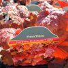 HEUCHERA 'NORTHERN EXPOSURE' RED kak1