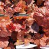 HEUCHERA 'NORTHERN EXPOSURE' RED kak2