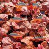 HEUCHERA 'NORTHERN EXPOSURE' RED kak4