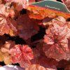 HEUCHERA 'NORTHERN EXPOSURE' RED kak
