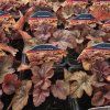 HEUCHERELLA 'BUTTERED RUM' kak1