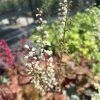 HEUCHERELLA 'BUTTERED RUM' kak2