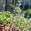 HEUCHERELLA 'BUTTERED RUM' kak3