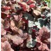 HEUCHERELLA 'BUTTERED RUM' kak4