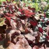 HEUCHERELLA 'BUTTERED RUM' kak5