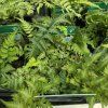 ATHYRIUM NIPONICUM 'METALLICUM' kak