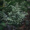 ATHYRIUM NIPONICUM 'METALLICUM' (PAPRAĎKA)_istock