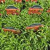 DELOSPERMA 'SUNDELLA RED' kak