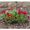 DELOSPERMA 'SUNDELLA RED' shut