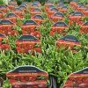 DELOSPERMA 'SUNDELLA RED' kak1