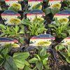 ECHINACEA 'DELICIOUS NOUGAT' kak1
