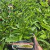 ECHINACEA 'DELICIOUS NOUGAT' kak