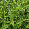 ECHINACEA 'DELICIOUS NOUGAT' kak1