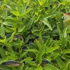 ECHINACEA 'DELICIOUS NOUGAT kak2
