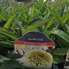 ECHINACEA 'DELICIOUS NOUGAT kak3