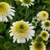 ECHINACEA 'DELICIOUS NOUGAT' kak4