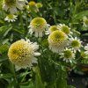 ECHINACEA 'DELICIOUS NOUGAT' kak1