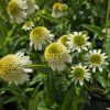 ECHINACEA 'DELICIOUS NOUGAT' kak2